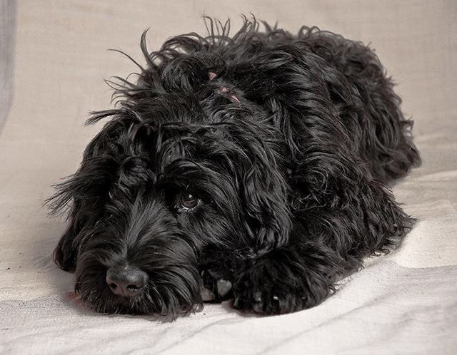 Portuguese Water Dog - Our Girls