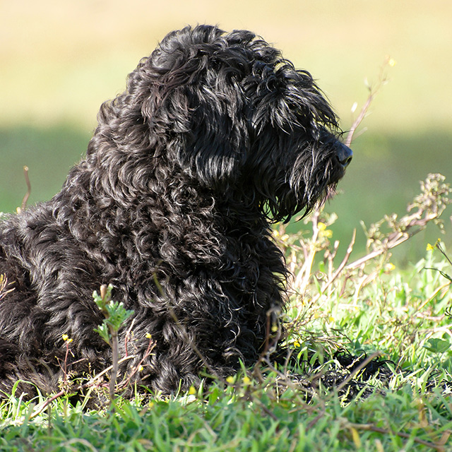 Portuguese Water Dog - Our Girls