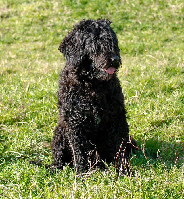 Portuguese Water Dog - Our Girls