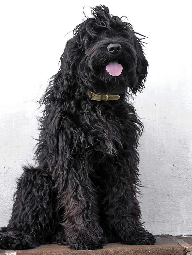 Portuguese Water Dog - Our Girls