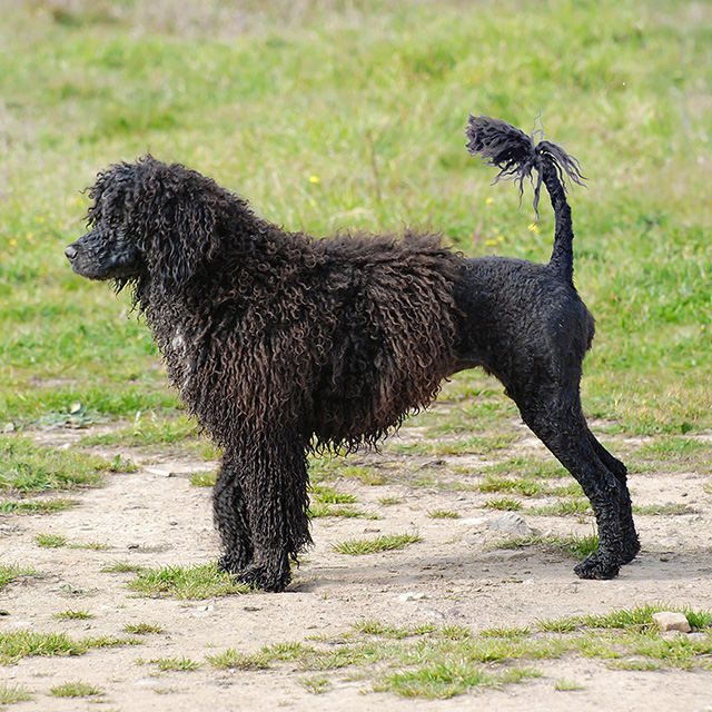 Portuguese Water Dog - Our Girls