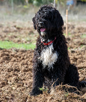 Portuguese Water Dog - Our Girls