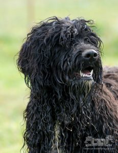 Portuguese Water Dog - Our Personal Photo Blog